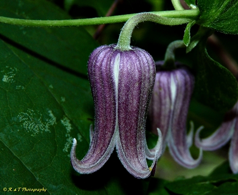 {Clematis sp}